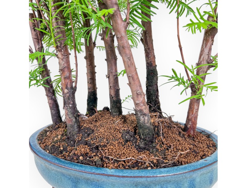 Bonsai di Metasequoia %separator% %category%