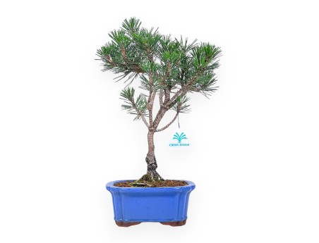 Bonsaï de Pinus thunbergii « Kotobuki » %separator% %category%