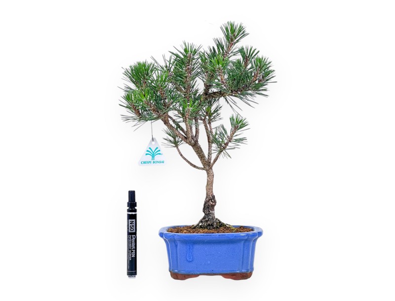 Bonsaï de Pinus thunbergii « Kotobuki » %separator% %category%