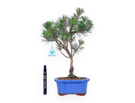 Bonsai aus Pinus thunbergii „Kotobuki“ %separator% %category%