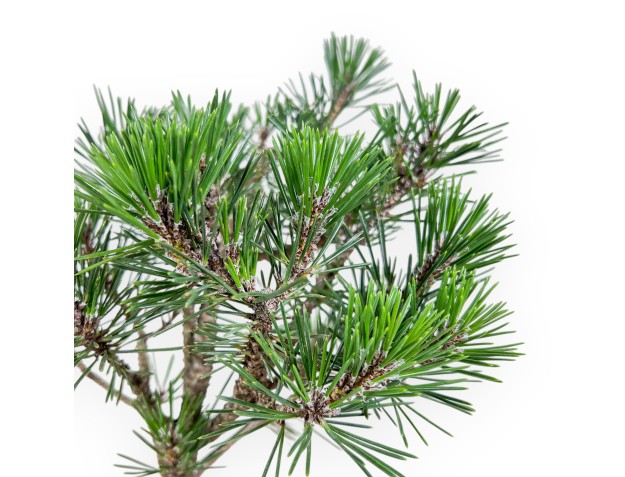Bonsai aus Pinus thunbergii „Kotobuki“ %separator% %category% 2
