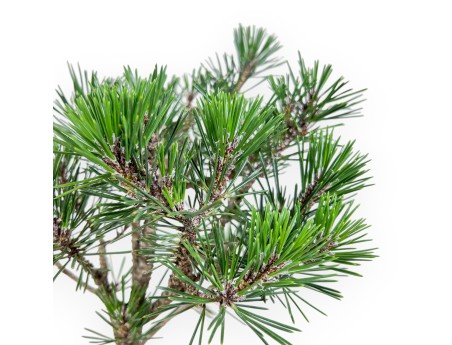 Pinus thunbergii ‘Kotobuki’ bonsai %separator% %category%