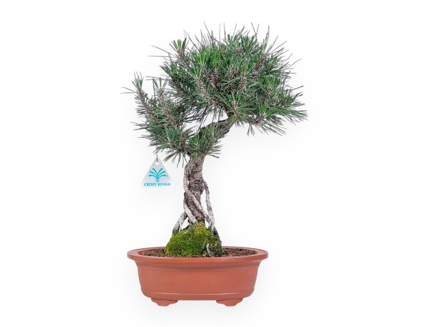 Bonsaï de Pinus thunbergii kotobuki %separator% %category%