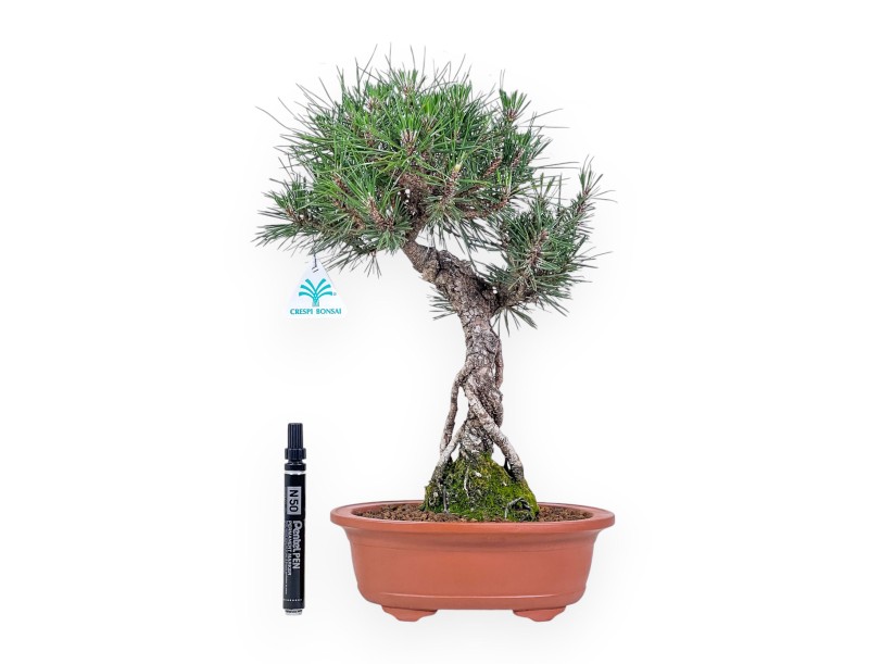 Bonsai van Pinus thunbergii kotobuki %separator% %category%