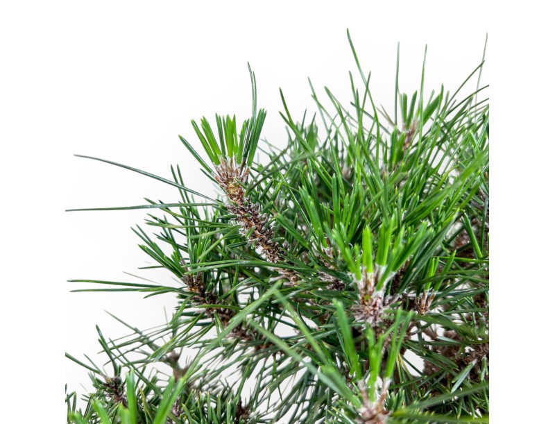 Pinus thunbergii kotobuki Bonsai %separator% %category%