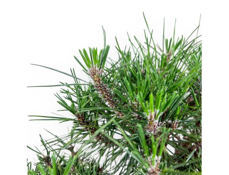 Bonsai di Pinus thunbergii kotobuki %separator% %category%