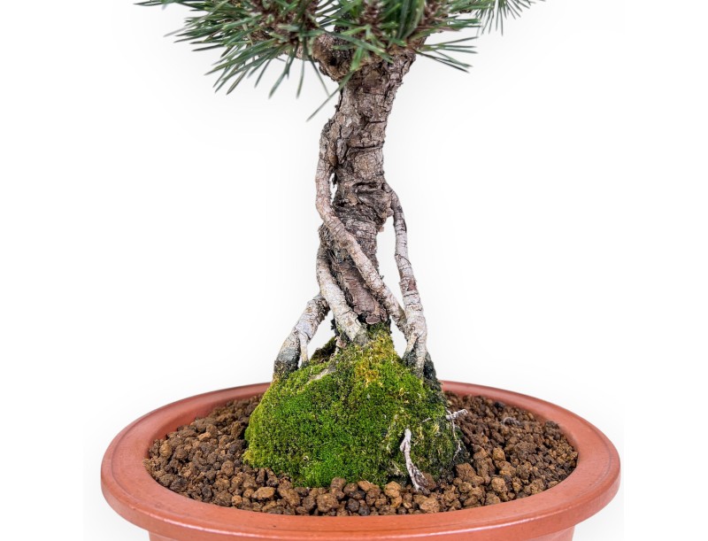 Pinus thunbergii kotobuki Bonsai %separator% %category%