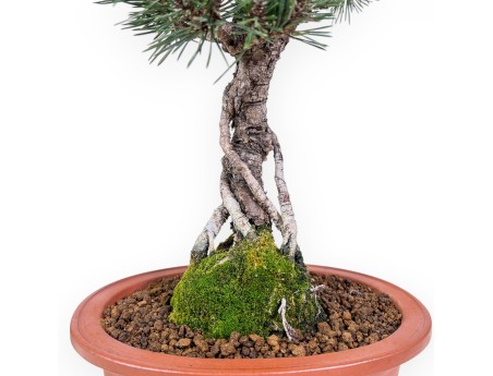 Bonsai di Pinus thunbergii kotobuki %separator% %category%