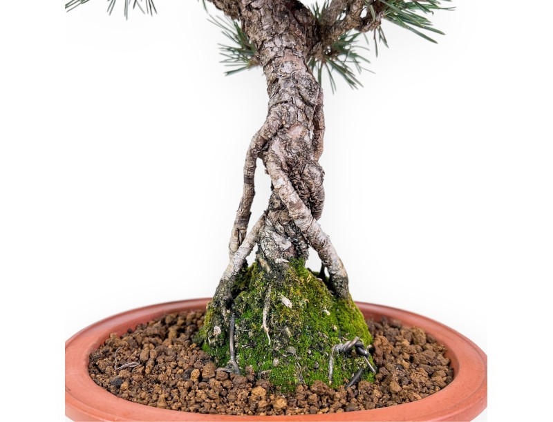 Pinus thunbergii kotobuki Bonsai %separator% %category%