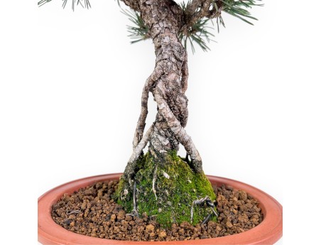 Bonsaï de Pinus thunbergii kotobuki %separator% %category%