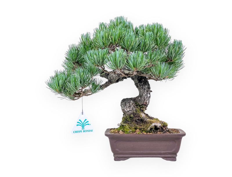 Pinus pentaphylla bonsai %separator% %category%