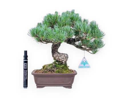 Pinus pentaphylla bonsai %separator% %category%