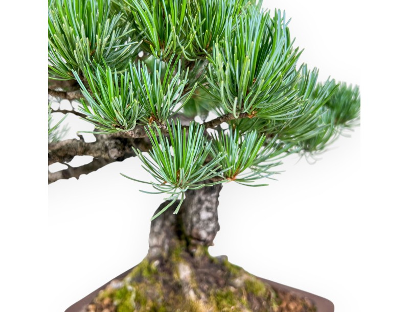 Bonsai di Pinus pentaphylla %separator% %category%