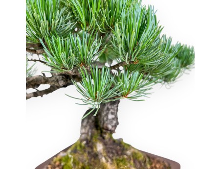 Pinus pentaphylla Bonsai %separator% %category%