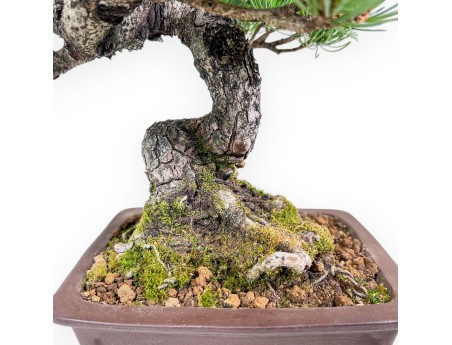 Bonsai di Pinus pentaphylla %separator% %category%