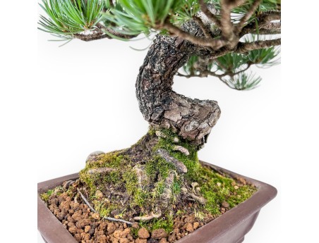 Bonsai di Pinus pentaphylla %separator% %category%