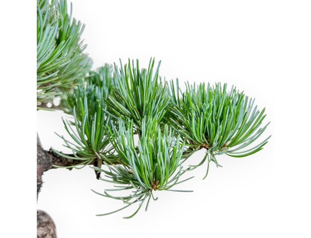 Bonsai di Pinus pentaphylla %separator% %category% 2
