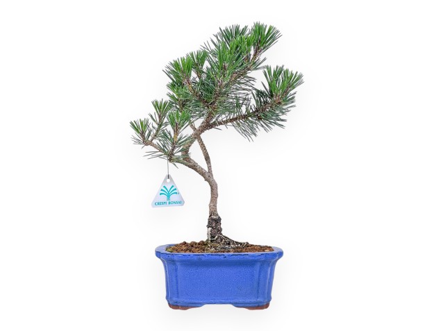 Pinus thunbergii ‘Kotobuki’ bonsai %separator% %category%