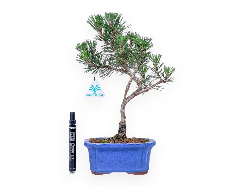 Bonsái de Pinus thunbergii kotobuki %separator% %category%