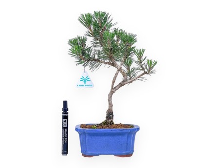 Bonsái de Pinus thunbergii kotobuki %separator% %category%