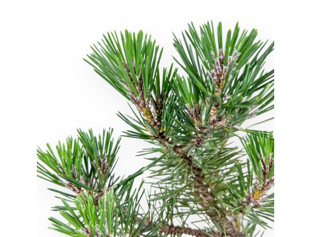Bonsai di Pinus thunbergii kotobuki %separator% %category% 2