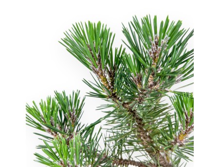 Bonsái de Pinus thunbergii kotobuki %separator% %category%
