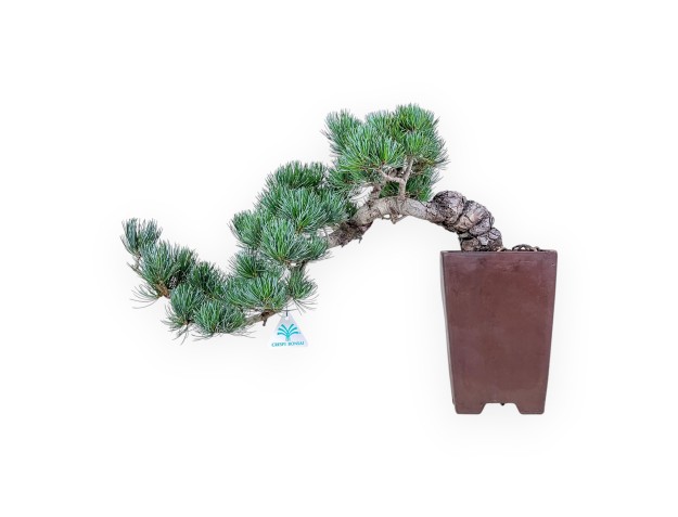 Pinus pentaphylla bonsai %separator% %category%