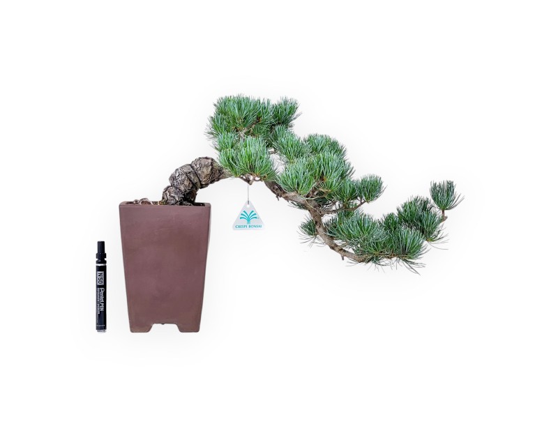 Bonsái de Pinus pentaphylla %separator% %category%