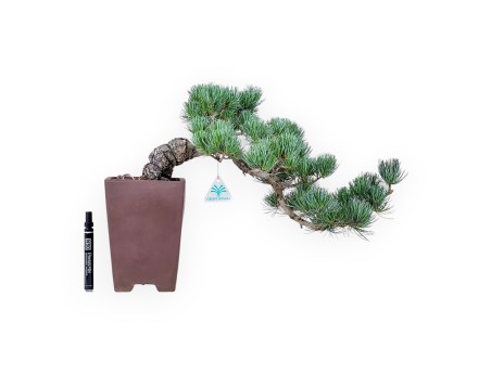 Bonsái de Pinus pentaphylla %separator% %category%