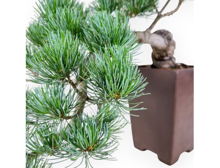Pinus pentaphylla-bonsai %separator% %category%