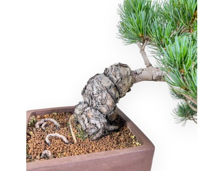 Pinus pentaphylla bonsai %separator% %category%