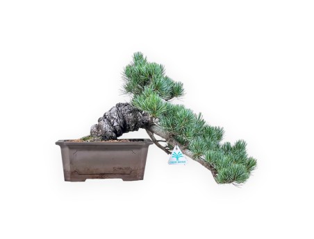 Pinus pentaphylla-bonsai %separator% %category%