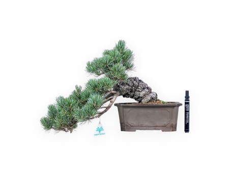 Pinus pentaphylla-bonsai %separator% %category%