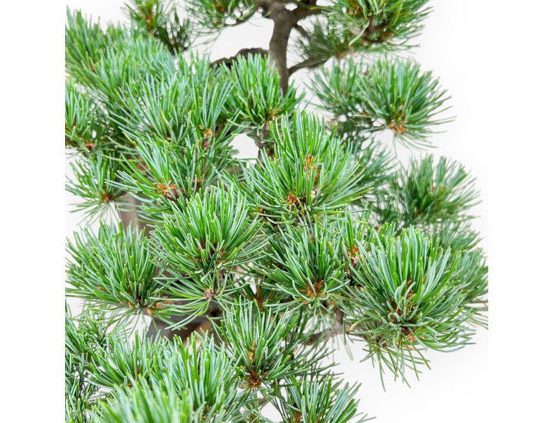 Bonsái de Pinus pentaphylla %separator% %category%