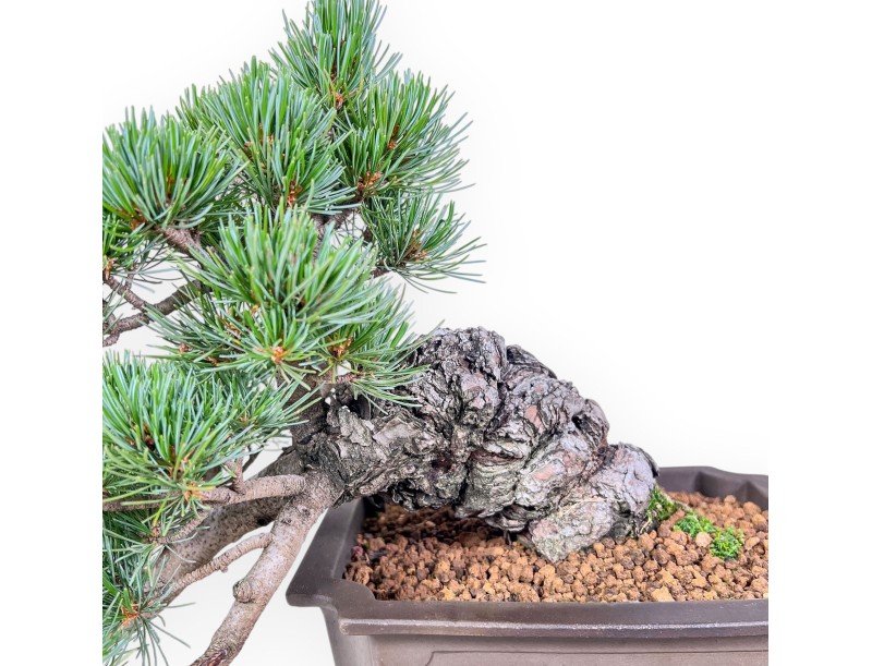 Bonsái de Pinus pentaphylla %separator% %category%