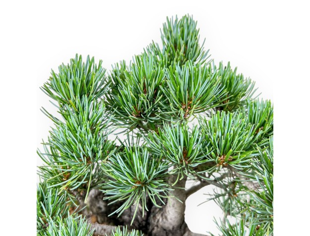 Bonsai di Pinus pentaphylla %separator% %category% 2