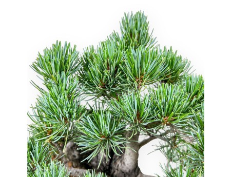 Pinus pentaphylla-bonsai %separator% %category%