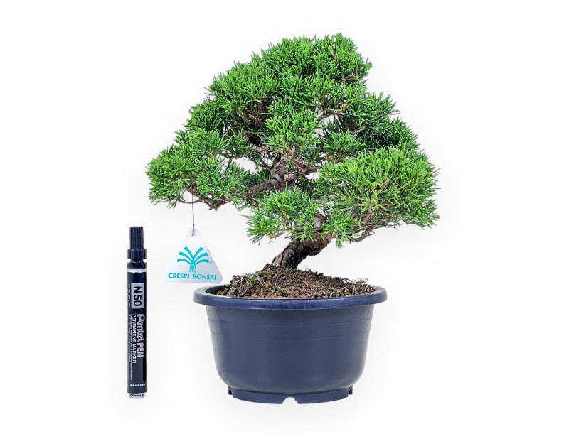 Juniperus chinensis bonsai %separator% %category%
