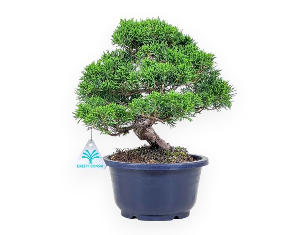 Bonsai aus Juniperus chinensis %separator% %category%