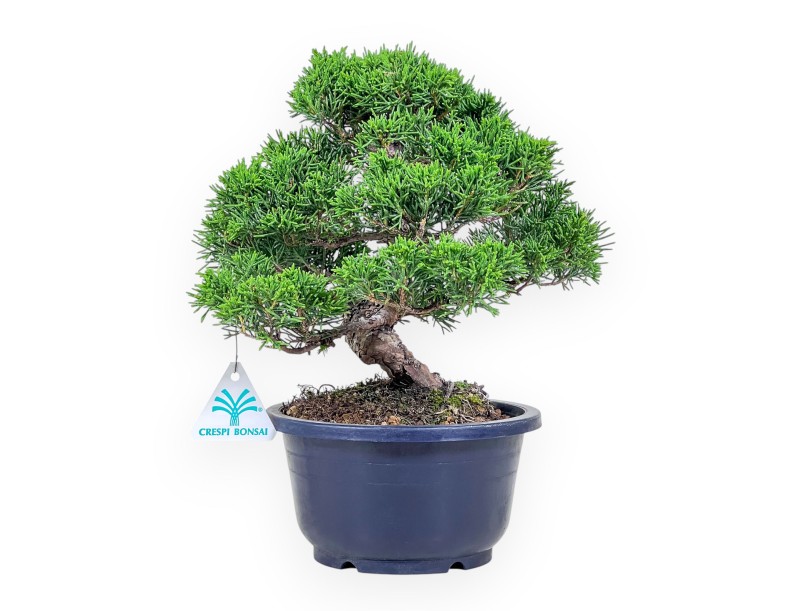 Bonsai di Juniperus chinensis %separator% %category%