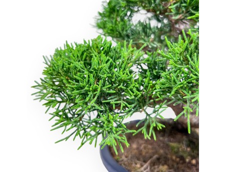 Bonsaï de Juniperus chinensis %separator% %category%