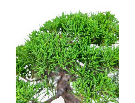 Bonsai di Juniperus chinensis %separator% %category%