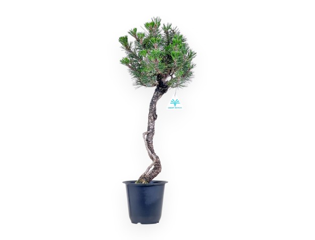 Bonsai aus Pinus thunbergii „Kotobuki“ %separator% %category%