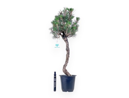 Bonsái de Pinus thunbergii kotobuki %separator% %category%