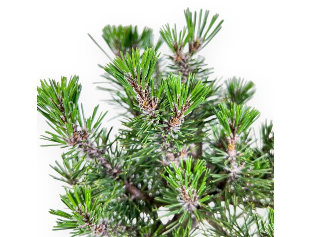 Bonsaï de Pinus thunbergii kotobuki %separator% %category% 2