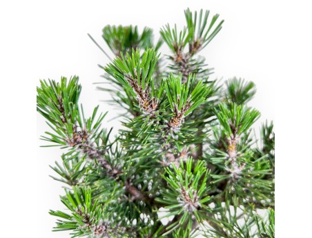 Bonsai aus Pinus thunbergii „Kotobuki“ %separator% %category%