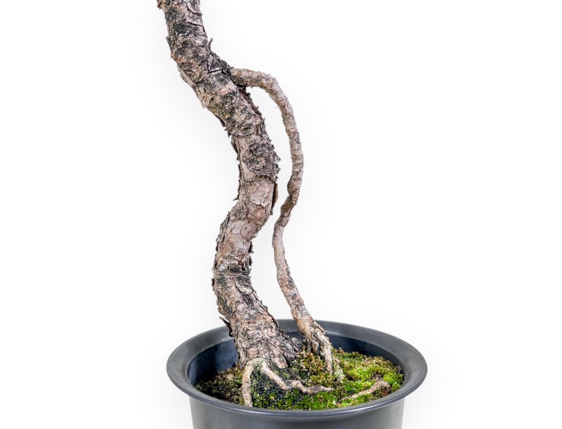 Bonsai aus Pinus thunbergii „Kotobuki“ %separator% %category%