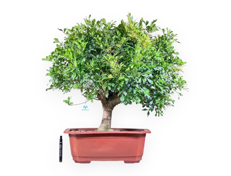 Bonsai di Aglaia %separator% %category% sempreverde