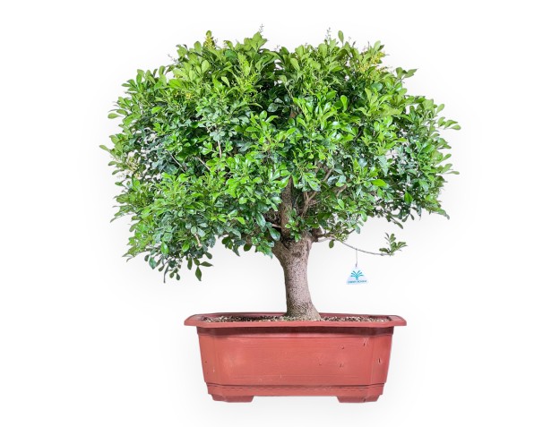 Bonsai di Aglaia %separator% %category% sempreverde