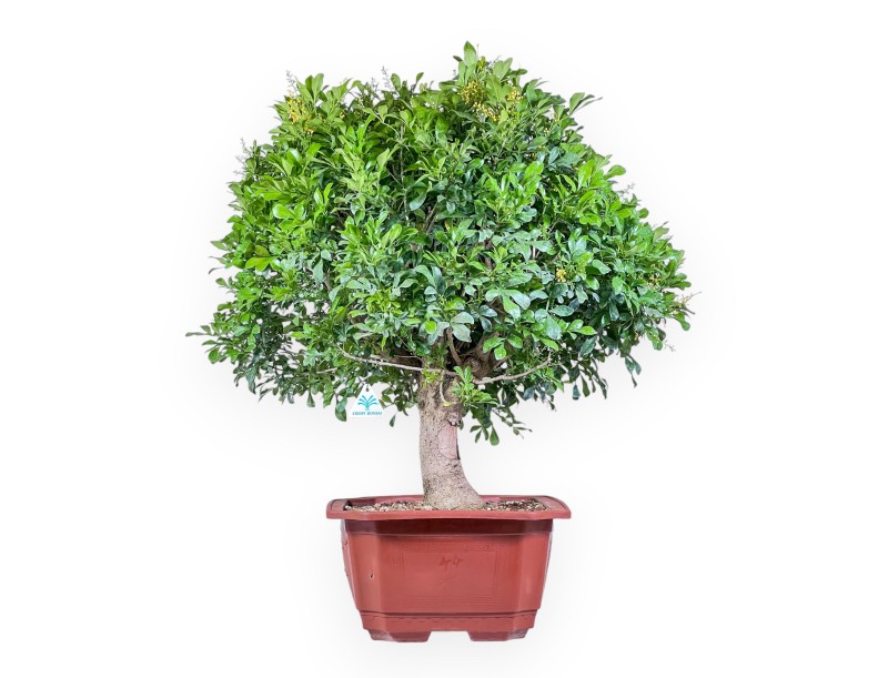 Bonsai di Aglaia %separator% %category% sempreverde